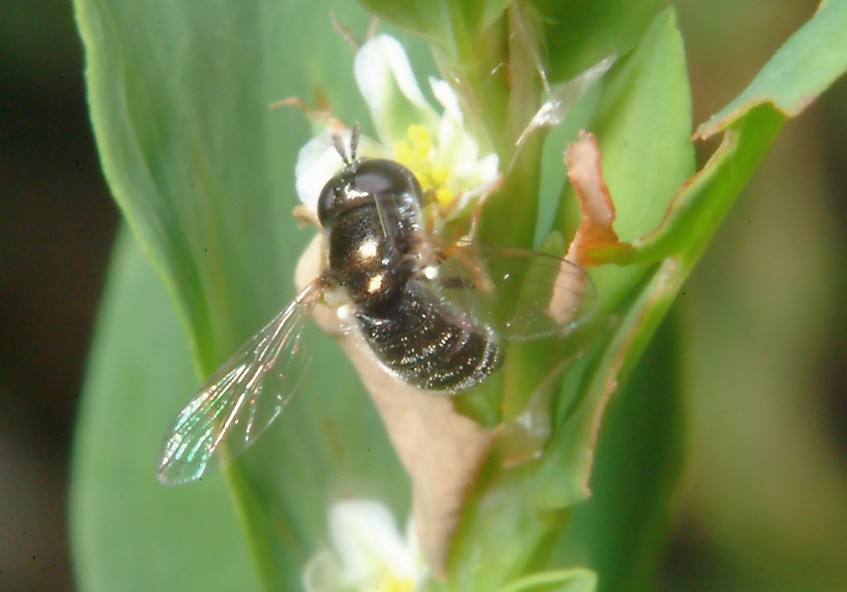 Oryctes nasicornis e altri